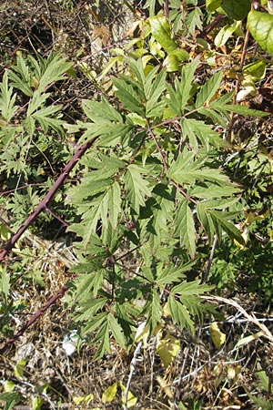 Rubus laciniatus \ Schlitzblttrige Brombeere, D Kehl 15.10.2011