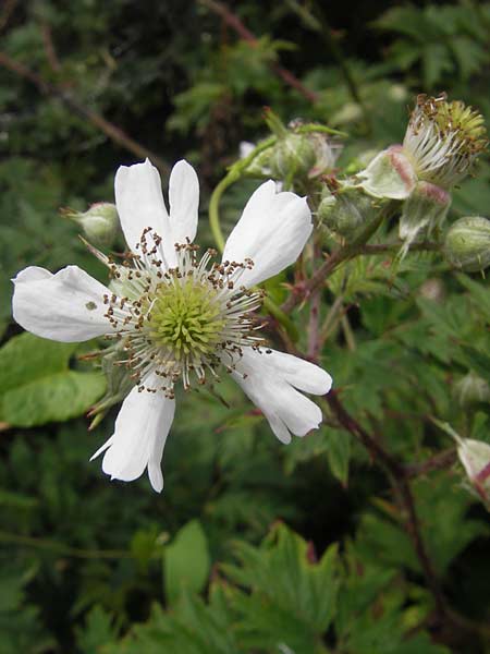 Rubus laciniatus / Cutleaf Blackberry, Evergreen Blackberry, D Waghäusel-Wiesental 24.6.2012