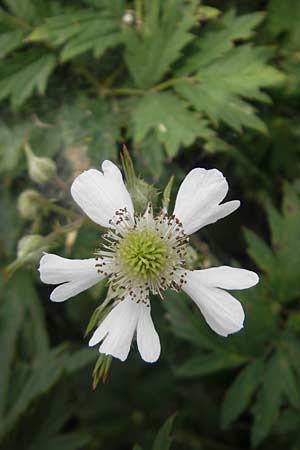 Rubus laciniatus \ Schlitzblttrige Brombeere / Cutleaf Blackberry, Evergreen Blackberry, D Waghäusel-Wiesental 24.6.2012