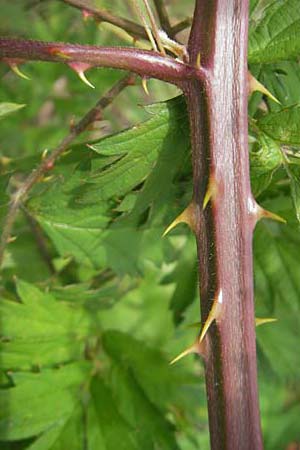 Rubus laciniatus / Cutleaf Blackberry, Evergreen Blackberry, D Waghäusel-Wiesental 24.6.2012