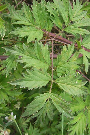 Rubus laciniatus \ Schlitzblttrige Brombeere, D Waghäusel-Wiesental 24.6.2012