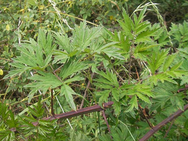 Rubus laciniatus / Cutleaf Blackberry, Evergreen Blackberry, D Waghäusel-Wiesental 24.6.2012