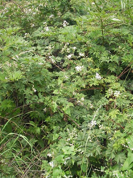 Rubus laciniatus \ Schlitzblättrige Brombeere, D Waghäusel-Wiesental 24.6.2012