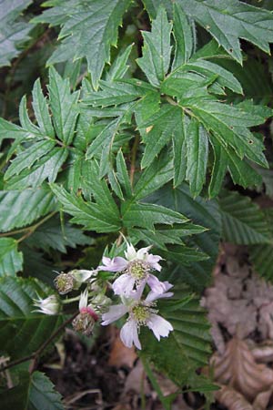 Rubus laciniatus \ Schlitzblttrige Brombeere, D Frankfurt-Schwanheim 14.7.2012