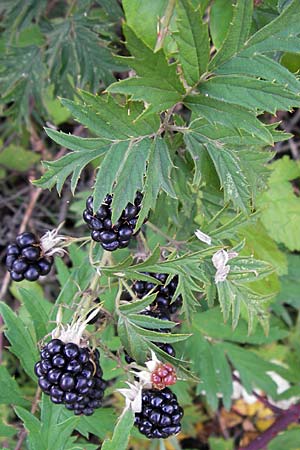 Rubus laciniatus \ Schlitzblättrige Brombeere / Cutleaf Blackberry, Evergreen Blackberry, D Kehl 28.7.2012