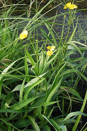 Ranunculus lingua \ Zungen-Hahnenfu / Greater Spearwort, D Groß-Gerau 4.7.2013