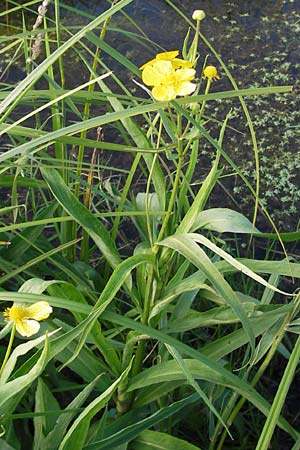 Ranunculus lingua \ Zungen-Hahnenfu / Greater Spearwort, D Groß-Gerau 4.7.2013