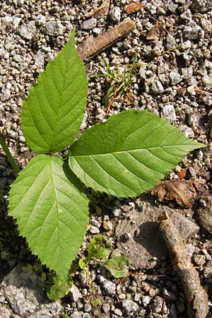 Rubus limitis \ Limes-Haselblatt-Brombeere / Limes Bramble, D Odenwald, Juhöhe 28.8.2013