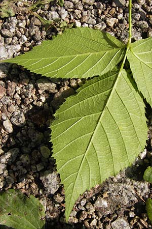 Rubus limitis \ Limes-Haselblatt-Brombeere, D Odenwald, Juhöhe 28.8.2013