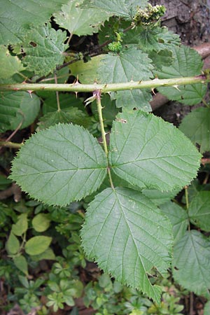 Rubus limitis \ Limes-Haselblatt-Brombeere, D Odenwald, Juhöhe 28.8.2013