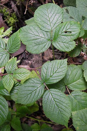 Rubus limitis \ Limes-Haselblatt-Brombeere / Limes Bramble, D Odenwald, Juhöhe 28.8.2013