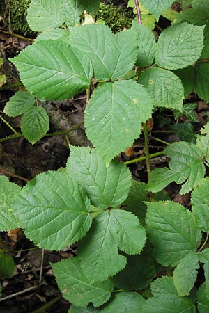 Rubus limitis \ Limes-Haselblatt-Brombeere, D Odenwald, Juhöhe 28.8.2013