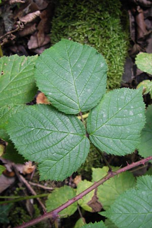 Rubus limitis \ Limes-Haselblatt-Brombeere / Limes Bramble, D Odenwald, Juhöhe 28.8.2013