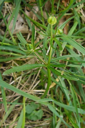 Ranunculus lucorum \ Hain-Gold-Hahnenfu / Grove Goldilocks, D Mainberg 27.3.2014