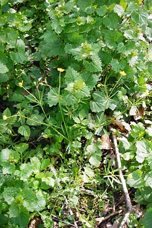 Ranunculus lucorum \ Hain-Gold-Hahnenfu / Grove Goldilocks, D Mannheim 8.4.2014