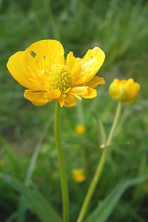 Ranunculus megacarpus \ Grofrchtiger Gold-Hahnenfu / Big-Fruited Goldilocks, D Krumbach 8.5.2010