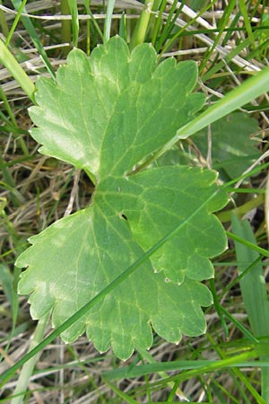 Ranunculus megacarpus \ Grofrchtiger Gold-Hahnenfu, D Krumbach 8.5.2010