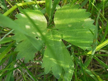 Ranunculus megacarpus \ Grofrchtiger Gold-Hahnenfu / Big-Fruited Goldilocks, D Krumbach 8.5.2010