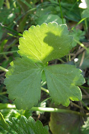 Ranunculus macrotis / Tall-Ear Goldilocks, D Bruchsal-Heidelsheim 9.4.2011