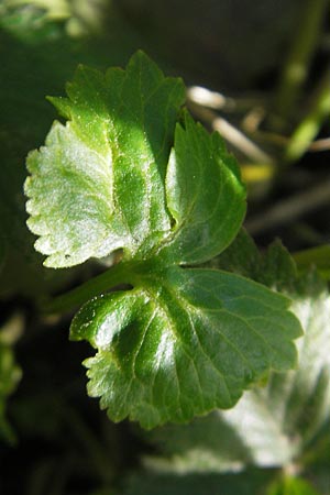 Ranunculus macrotis \ Groohr-Gold-Hahnenfu / Tall-Ear Goldilocks, D Bruchsal-Heidelsheim 9.4.2011