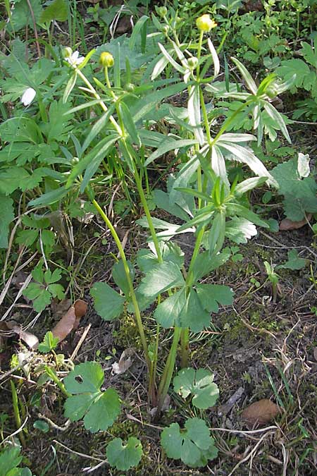 Ranunculus macrotis / Tall-Ear Goldilocks, D Bruchsal-Heidelsheim 9.4.2011