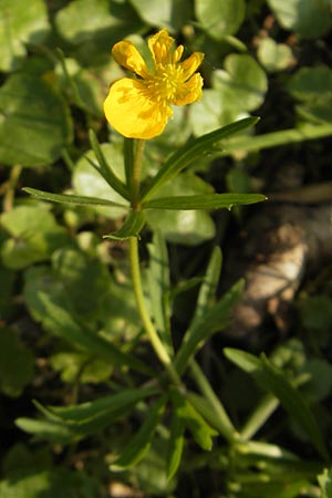 Ranunculus mosbachensis \ Mosbacher Gold-Hahnenfu / Mosbach Goldilocks, D Mosbach 16.4.2011