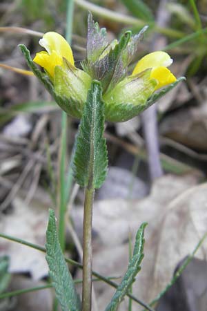 Rhinanthus minor \ Kleiner Klappertopf / Yellow-Rattle, D Queichhambach 4.5.2011