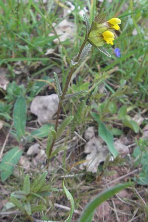 Rhinanthus minor \ Kleiner Klappertopf / Yellow-Rattle, D Queichhambach 4.5.2011