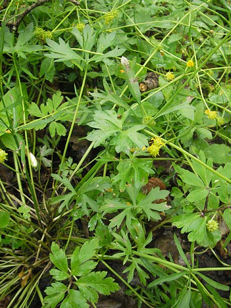 Ranunculus multisectus / Multipartite Goldilocks, D Reichertshausen 6.5.2012