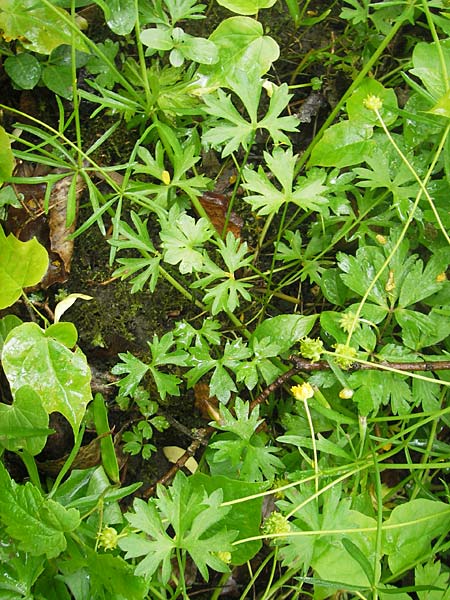 Ranunculus multisectus \ Vielteiliger Gold-Hahnenfu / Multipartite Goldilocks, D Reichertshausen 6.5.2012