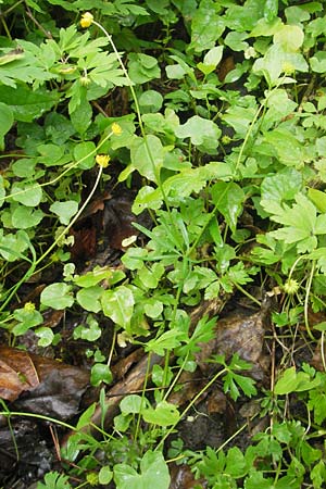 Ranunculus multisectus \ Vielteiliger Gold-Hahnenfu, D Reichertshausen 6.5.2012