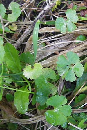 Ranunculus mergenthaleri \ Mergenthalers Gold-Hahnenfu, D Deuerling 6.5.2012