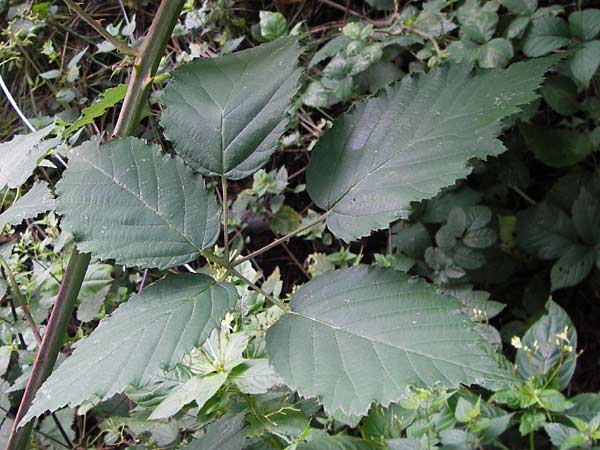 Rubus montanus \ Mittelgebirgs-Brombeere, D Odenwald, Juhöhe 28.8.2013