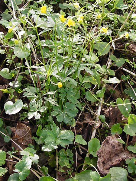 Ranunculus mosellanus \ Mosel-Gold-Hahnenfu / Moselle Goldilocks, D Mülheim an der Mosel 12.4.2014