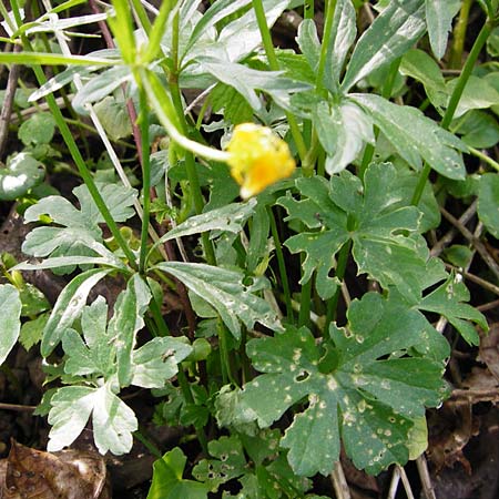 Ranunculus mosellanus \ Mosel-Gold-Hahnenfu / Moselle Goldilocks, D Mülheim an der Mosel 12.4.2014