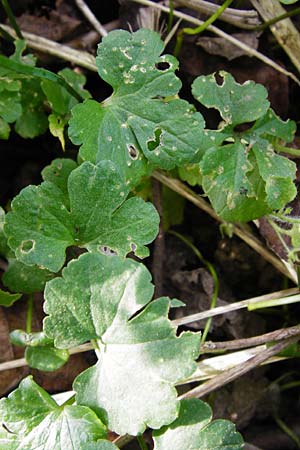 Ranunculus mosellanus \ Mosel-Gold-Hahnenfu / Moselle Goldilocks, D Mülheim an der Mosel 12.4.2014