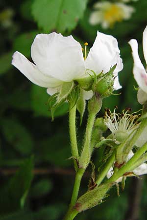 Rosa multiflora \ Vielbltige Rose, D Mannheim 15.5.2014