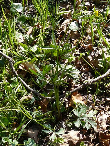 Ranunculus nicklesii / Nickls' Goldilocks, D Wassertrüdingen-Obermögersheim 29.3.2014