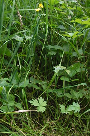 Ranunculus nemorosus / Wood Buttercup, D Mannheim 17.7.2013