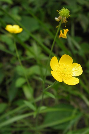 Ranunculus nemorosus / Wood Buttercup, D Mannheim 17.7.2013