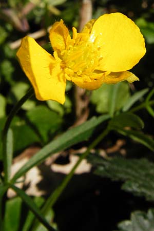 Ranunculus nicklesii \ Nickls' Gold-Hahnenfu / Nickls' Goldilocks, D Wassertrüdingen-Obermögersheim 29.3.2014