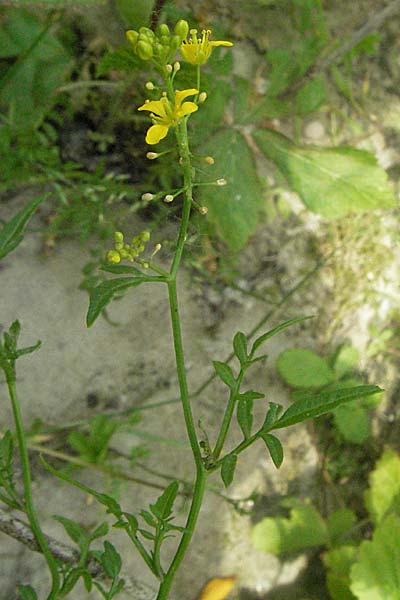 Rorippa sylvestris \ Wilde Sumpfkresse, D Mannheim 15.6.2006