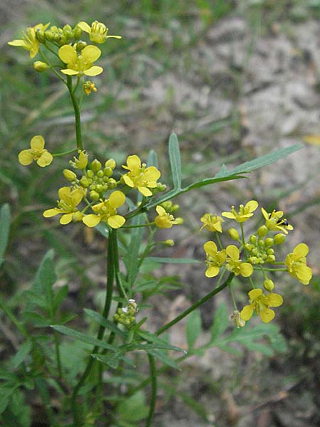 Rorippa sylvestris / Creeping Yellow-Cress, D Mannheim 15.6.2006