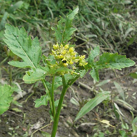 Rorippa palustris \ Gewhnliche Sumpfkresse / Marsh Yellow-Cress, D Weinheim an der Bergstraße 10.7.2006