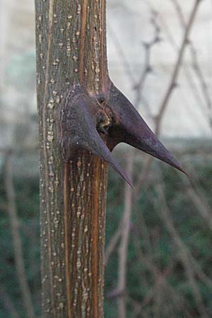 Robinia pseudoacacia \ Robinie, D Bad Dürkheim 4.2.2007