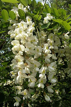 Robinia pseudoacacia \ Robinie / False Acacia, D Mannheim 29.4.2007