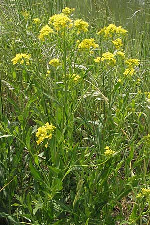 Rorippa austriaca \ sterreicher Sumpfkresse / Austrian Yellow-Cress, D Rastatt 3.5.2007