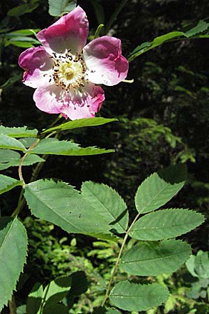 Rosa pendulina \ Alpen-Heckenrose / Alpine Rose, D Schwarzwald/Black-Forest, Feldberg 24.6.2007