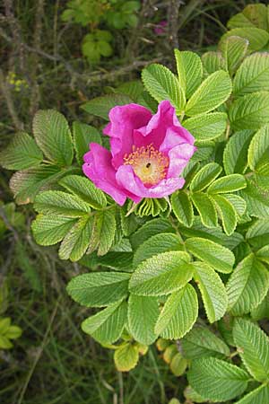 Rosa rugosa / Japanese Rose, D Fehmarn 3.8.2009