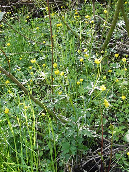 Ranunculus opimus / Portly Goldilocks, D Günzburg 8.5.2010